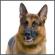 x3571_727_bygermanshepherdlogo_t55jpg